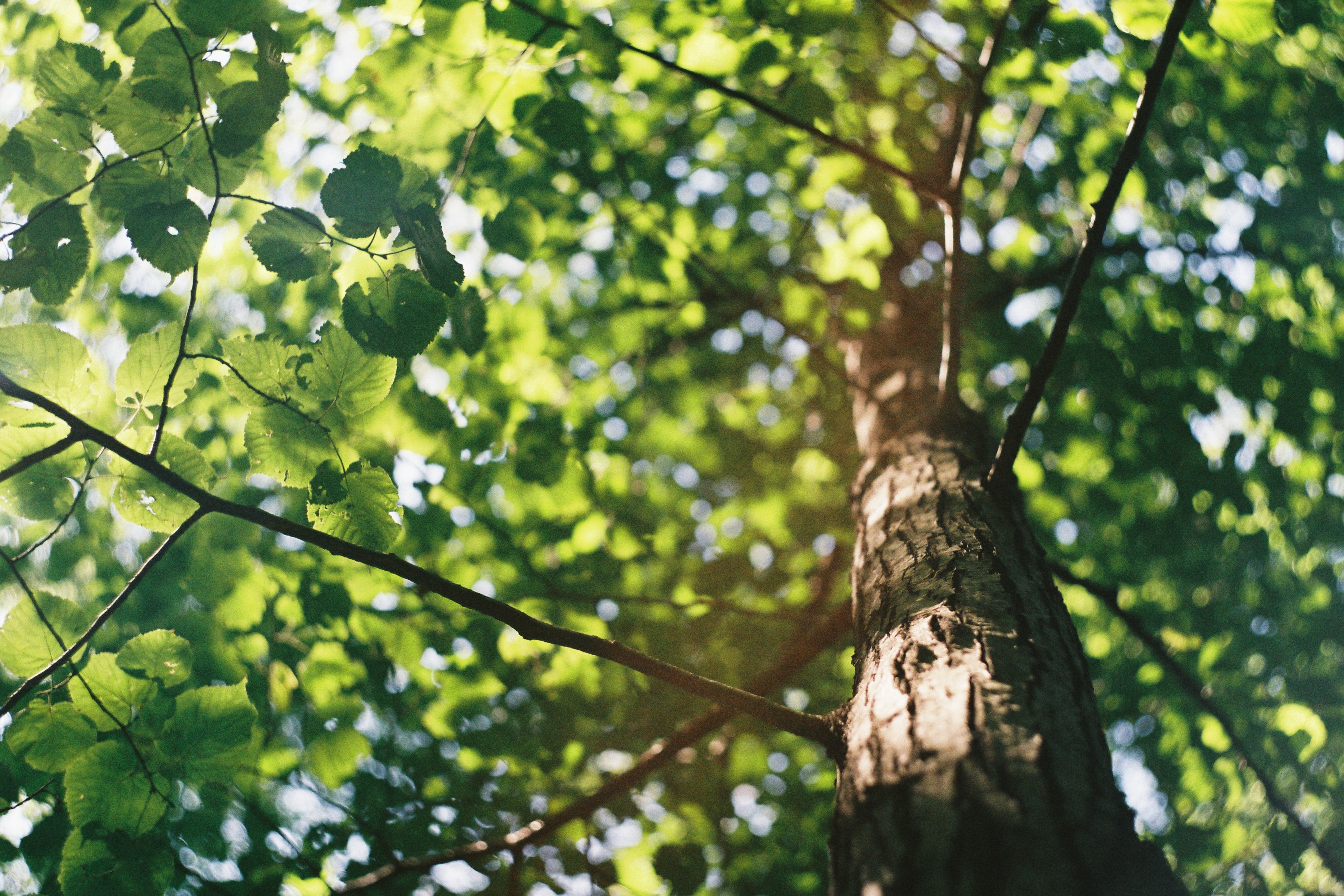 tree with sun shining onto the leaves