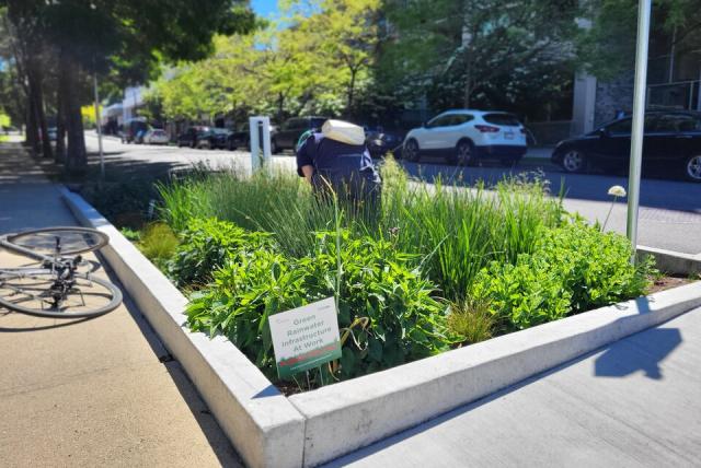 A rain garden in Vancouver, B.C.