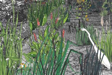 illustration of pond with plants growing 