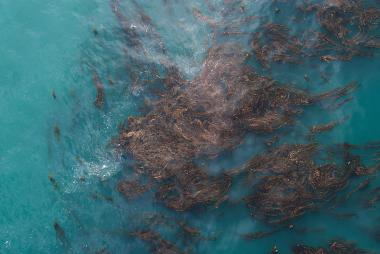 Brown hair-like structure in turquoise water